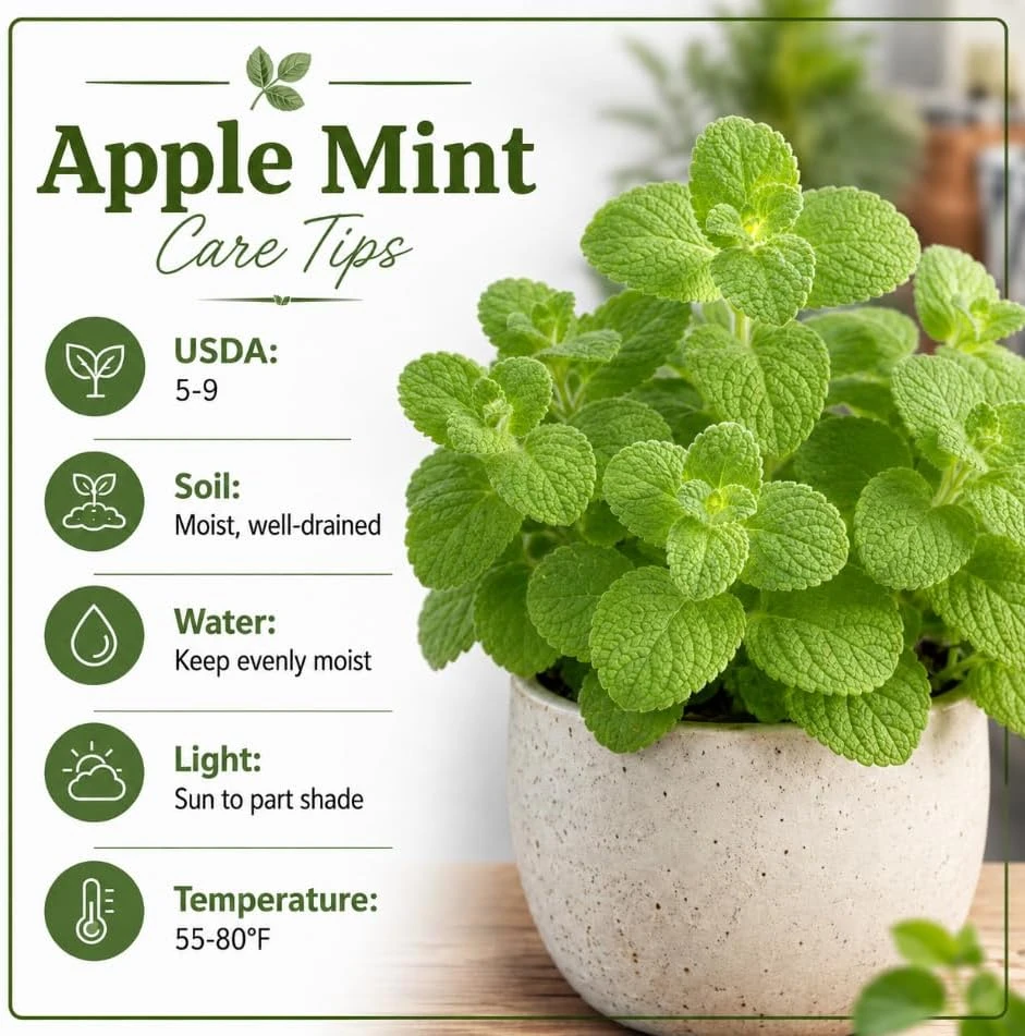 Apple Mint Live Plant 2-4 Inch Tall - Fragrant Herb for Home Garden - Image 6