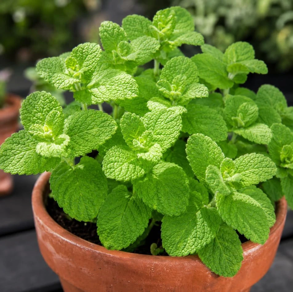 Apple Mint Live Plant 2-4 Inch Tall - Fragrant Herb for Home Garden - Image 7