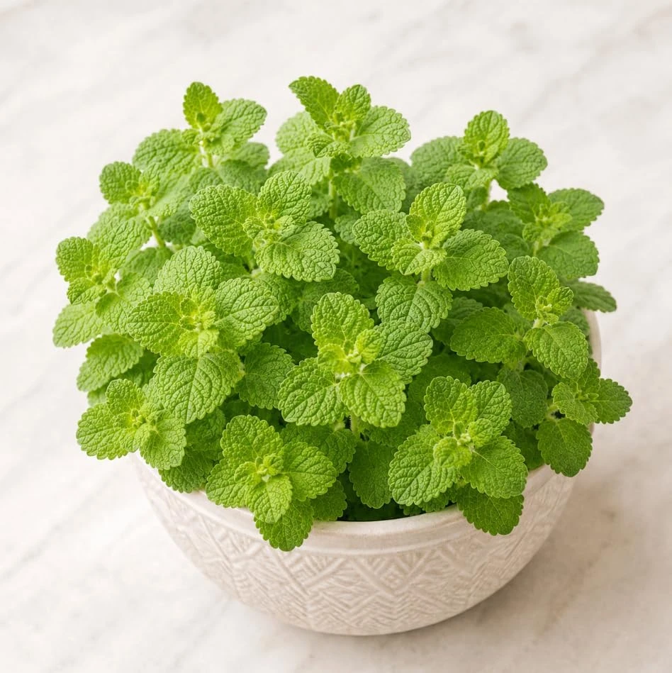 Apple Mint Live Plant 2-4 Inch Tall - Fragrant Herb for Home Garden - Image 8
