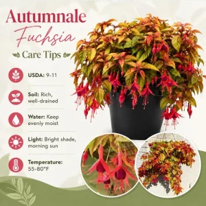 Autumnale Fuchsia Live Plant - Red Flower, 4-6 Inch Tall, 5 Inch Pot - Image 4