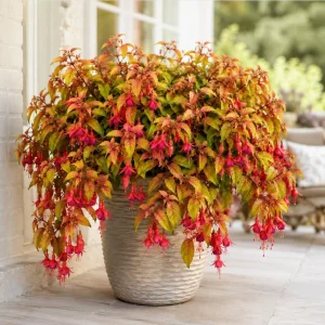 Autumnale Fuchsia Live Plant - Red Flower, 4-6 Inch Tall, 5 Inch Pot - Image 6