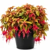 Autumnale Fuchsia Live Plant - Red Flower, 4-6 Inch Tall, 5 Inch Pot - Image 1