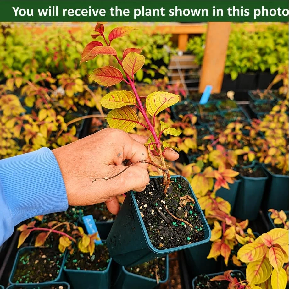 Autumnale Fuchsia Live Plant – Red Flower Fuchsia Tree, 4-6 Inch Tall, 5 Inch Pot - Image 2