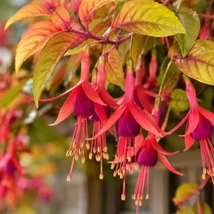 Autumnale Fuchsia Live Plant – Red Flower Fuchsia Tree, 4-6 Inch Tall, 5 Inch Pot - Image 3