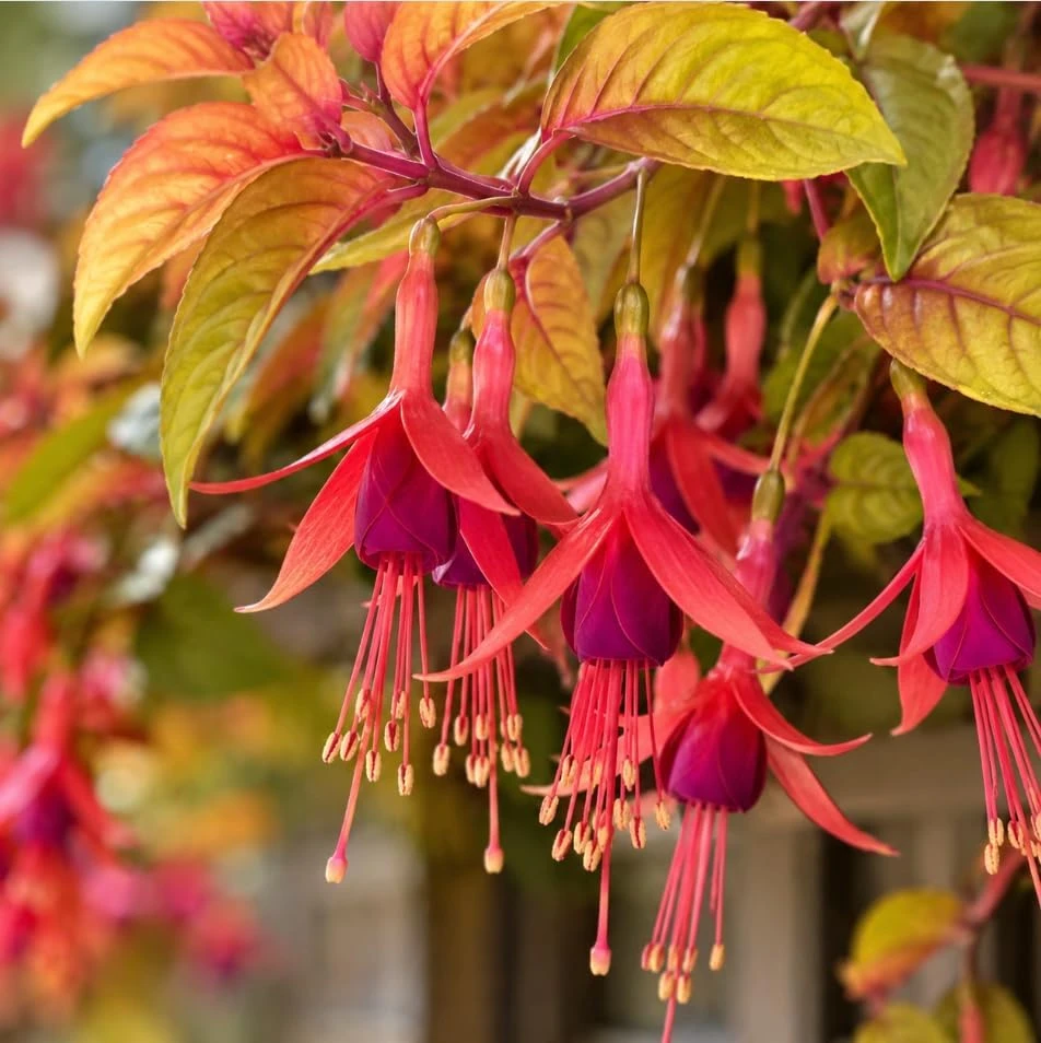 Autumnale Fuchsia Live Plant – Red Flower Fuchsia Tree, 4-6 Inch Tall, 5 Inch Pot - Image 3