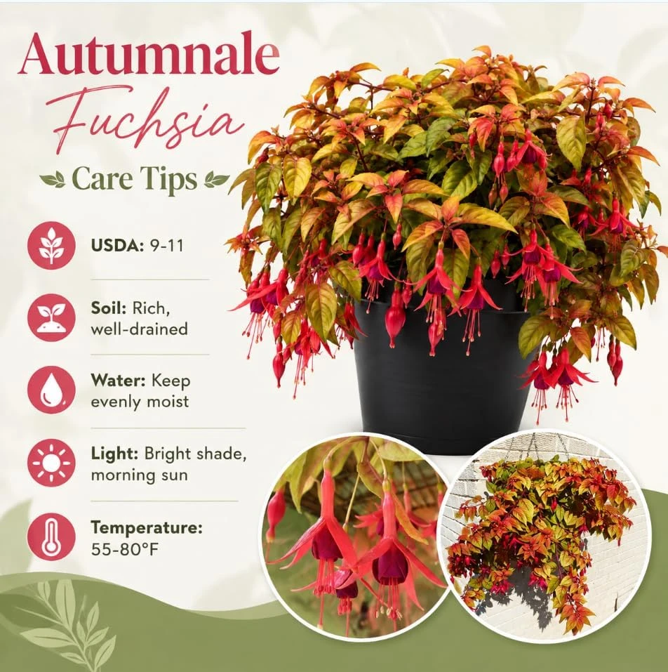 Autumnale Fuchsia Live Plant – Red Flower Fuchsia Tree, 4-6 Inch Tall, 5 Inch Pot - Image 4
