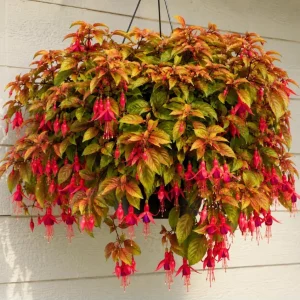 Autumnale Fuchsia Live Plant – Red Flower Fuchsia Tree, 4-6 Inch Tall, 5 Inch Pot - Image 5