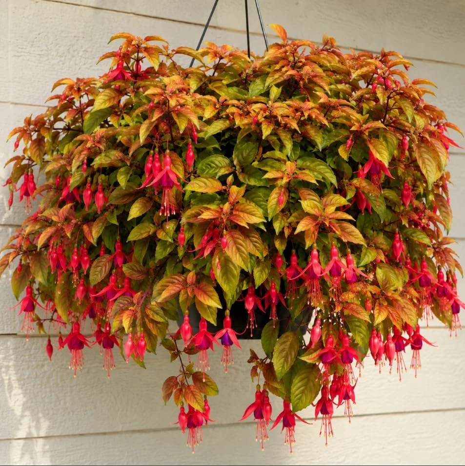 Autumnale Fuchsia Live Plant – Red Flower Fuchsia Tree, 4-6 Inch Tall, 5 Inch Pot - Image 5