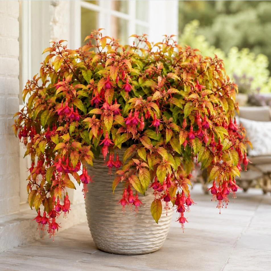 Autumnale Fuchsia Live Plant – Red Flower Fuchsia Tree, 4-6 Inch Tall, 5 Inch Pot - Image 6