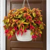 Autumnale Fuchsia Live Plant – Red Flower Fuchsia Tree, 4-6 Inch Tall, 5 Inch Pot - Image 1