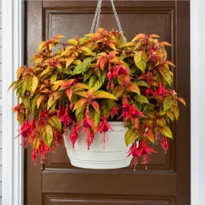 Autumnale Fuchsia Live Plant – Red Flower Fuchsia Tree, 4-6 Inch Tall, 5 Inch Pot - Image 1