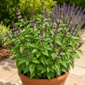 Basil Herb Live Plant – 2 Plants in 4 Inch Nursery Pot, 3-5 Inches Tall - Image 2