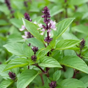 Basil Herb Live Plant – 2 Plants in 4 Inch Nursery Pot, 3-5 Inches Tall - Image 3