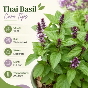 Basil Herb Live Plant – 2 Plants in 4 Inch Nursery Pot, 3-5 Inches Tall - Image 5