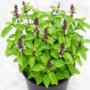 Basil Herb Live Plant – 2 Plants in 4 Inch Nursery Pot, 3-5 Inches Tall - Image 6