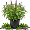 Basil Herb Live Plant – 2 Plants in 4 Inch Nursery Pot, 3-5 Inches Tall - Image 1