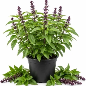 Basil Herb Live Plant – 2 Plants in 4 Inch Nursery Pot, 3-5 Inches Tall - Image 1