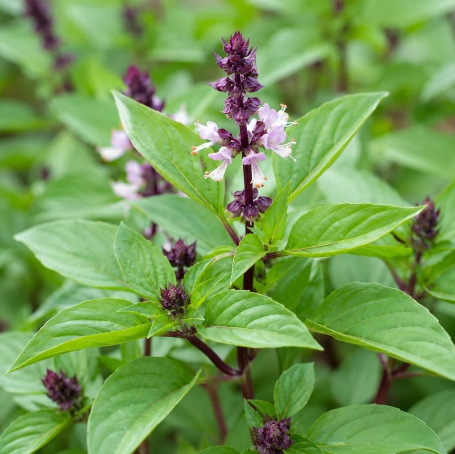 Basil Live Plant - 2 Plants, 4 Inch Pot, 3-5 Inches Tall - Culinary Herb - Image 2