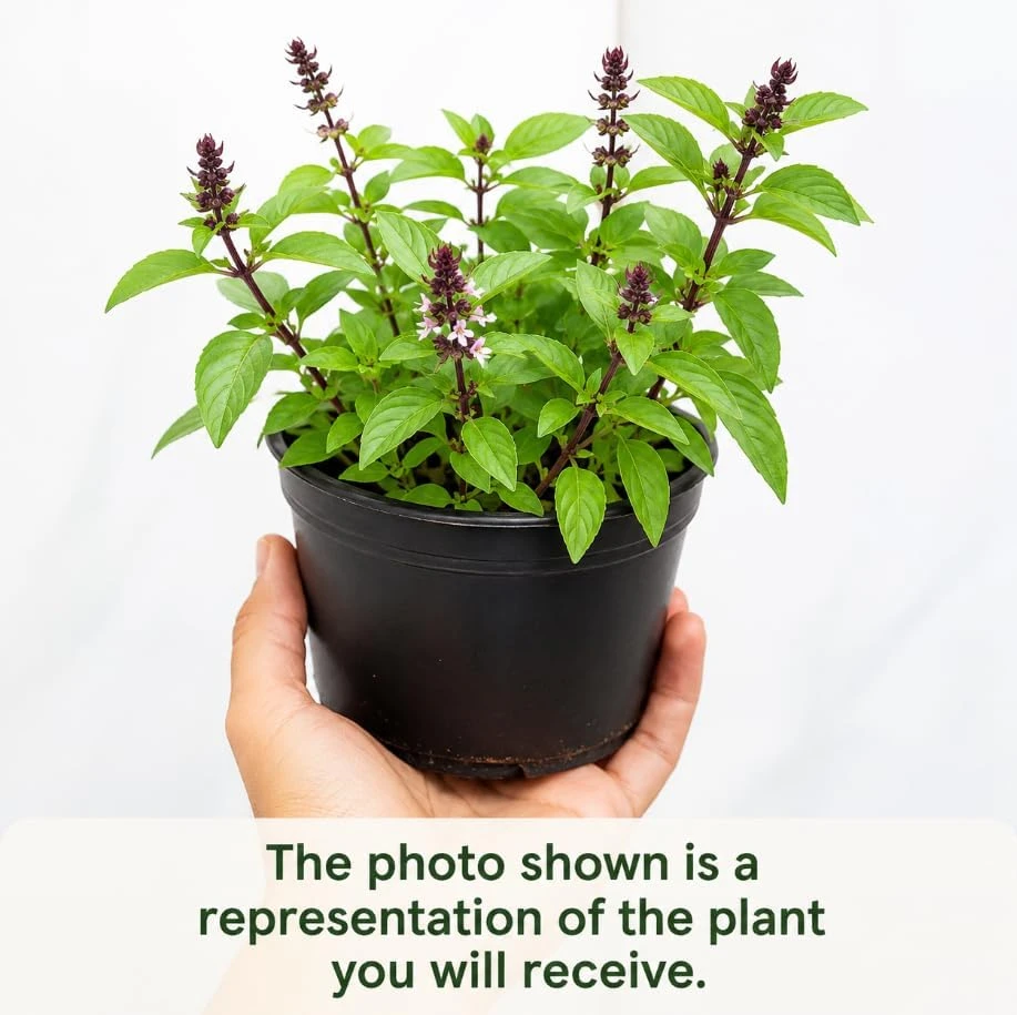 Basil Live Plant - 2 Plants, 4 Inch Pot, 3-5 Inches Tall - Culinary Herb - Image 4