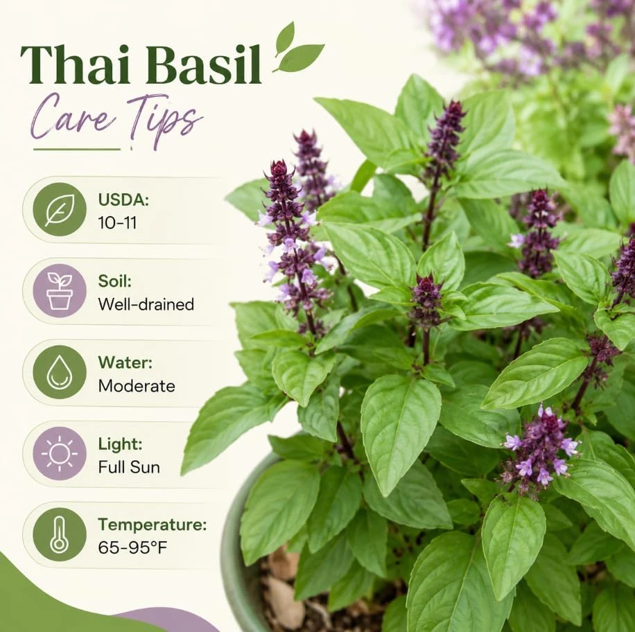 Basil Live Plant - 2 Plants, 4 Inch Pot, 3-5 Inches Tall - Culinary Herb - Image 5
