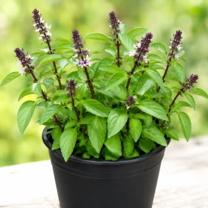 Basil Live Plant - 2 Plants, 4 Inch Pot, 3-5 Inches Tall - Culinary Herb - Image 6