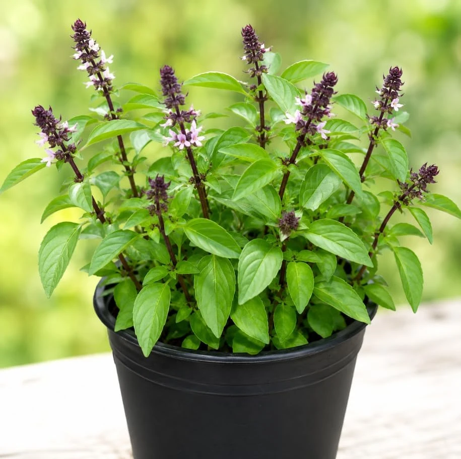 Basil Live Plant - 2 Plants, 4 Inch Pot, 3-5 Inches Tall - Culinary Herb - Image 6