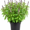 Basil Live Plant - 2 Plants, 4 Inch Pot, 3-5 Inches Tall - Culinary Herb - Image 1