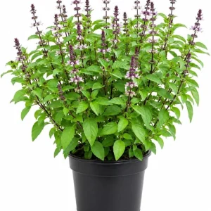 Basil Live Plant - 2 Plants, 4 Inch Pot, 3-5 Inches Tall - Culinary Herb - Image 1