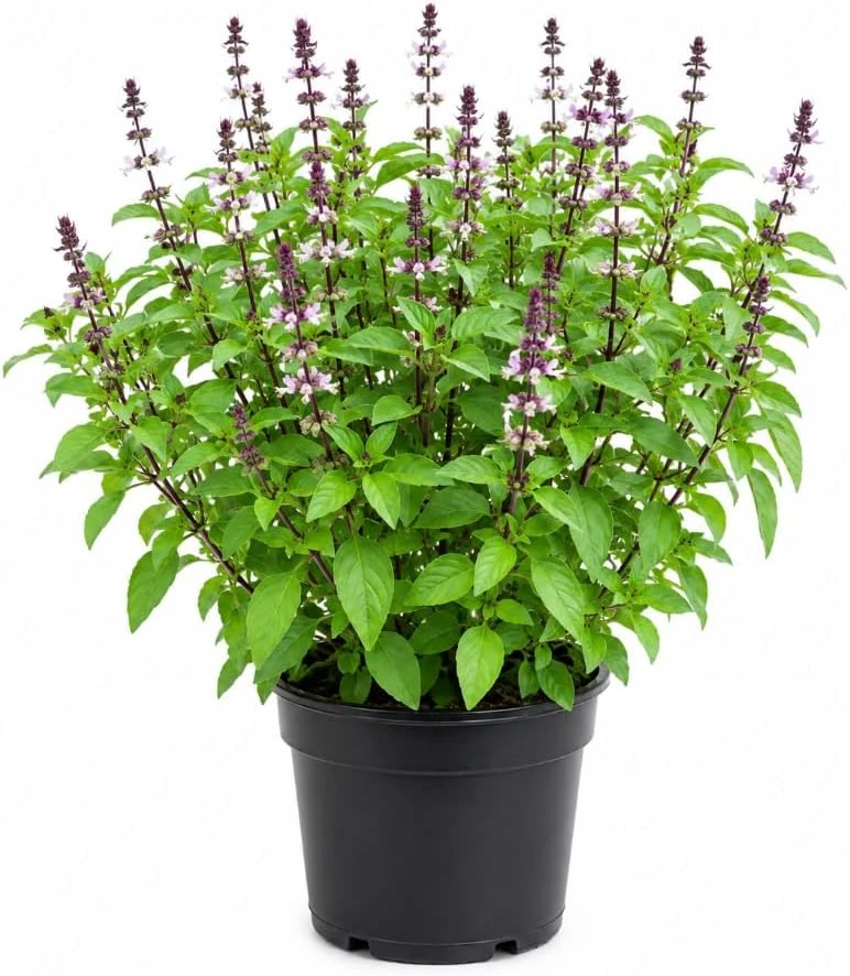 Basil Live Plant - 2 Plants, 4 Inch Pot, 3-5 Inches Tall - Culinary Herb - Image 1