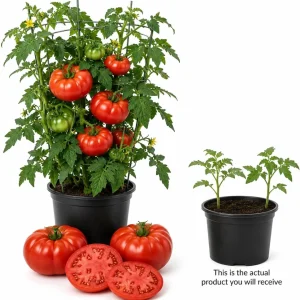 Beefsteak Tomato Plants - 2 Live Starters in 4 Inch Pot, 4-6 Inches Tall, Outdoor - Image 4
