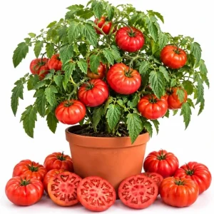 Beefsteak Tomato Plants - 2 Live Starters in 4 Inch Pot, 4-6 Inches Tall, Outdoor - Image 1