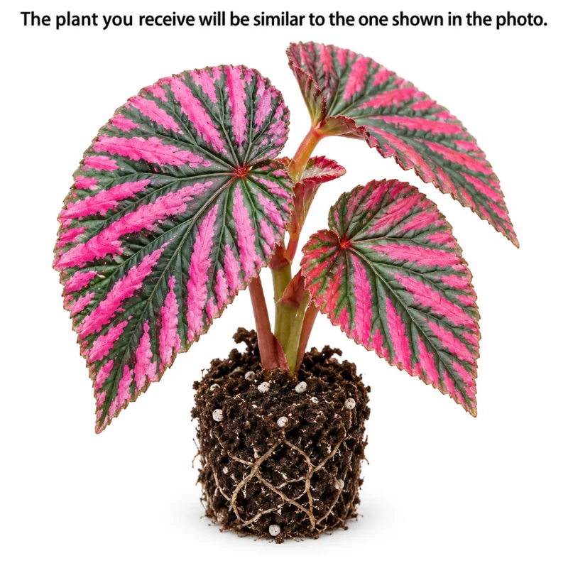 Begonia Brevirimosa Exotica Red Live Plant – 4-8 Inch Tall – Indoor/Outdoor - Image 2