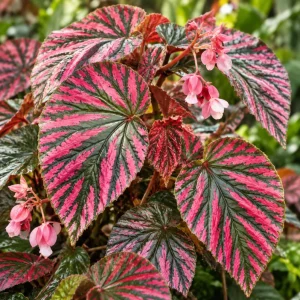 Begonia Brevirimosa Exotica Red Live Plant – 4-8 Inch Tall – Indoor/Outdoor - Image 3