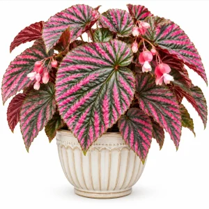 Begonia Brevirimosa Exotica Red Live Plant – 4-8 Inch Tall – Indoor/Outdoor - Image 1