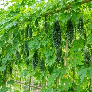 Bitter Melon Live Plant - 3-5 Inches Tall, 4 Inch Pot - Green Bitter Gourd Climbing Vegetable for Outdoor Gardens - Image 2