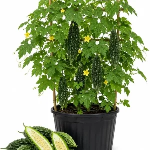 Bitter Melon Live Plant - 3-5 Inches Tall, 4 Inch Pot - Green Bitter Gourd Climbing Vegetable for Outdoor Gardens - Image 1