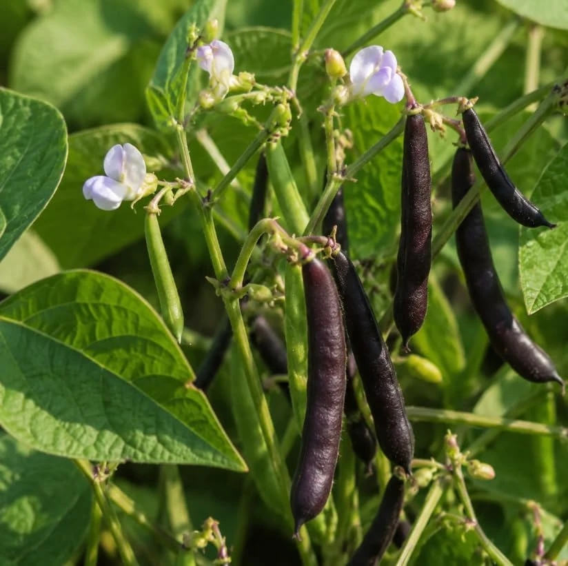 Black Bean Live Plants – 2 Plants Per 4 Inch Pot – 3-5 Inches Tall – Vegetable Plant - Image 3