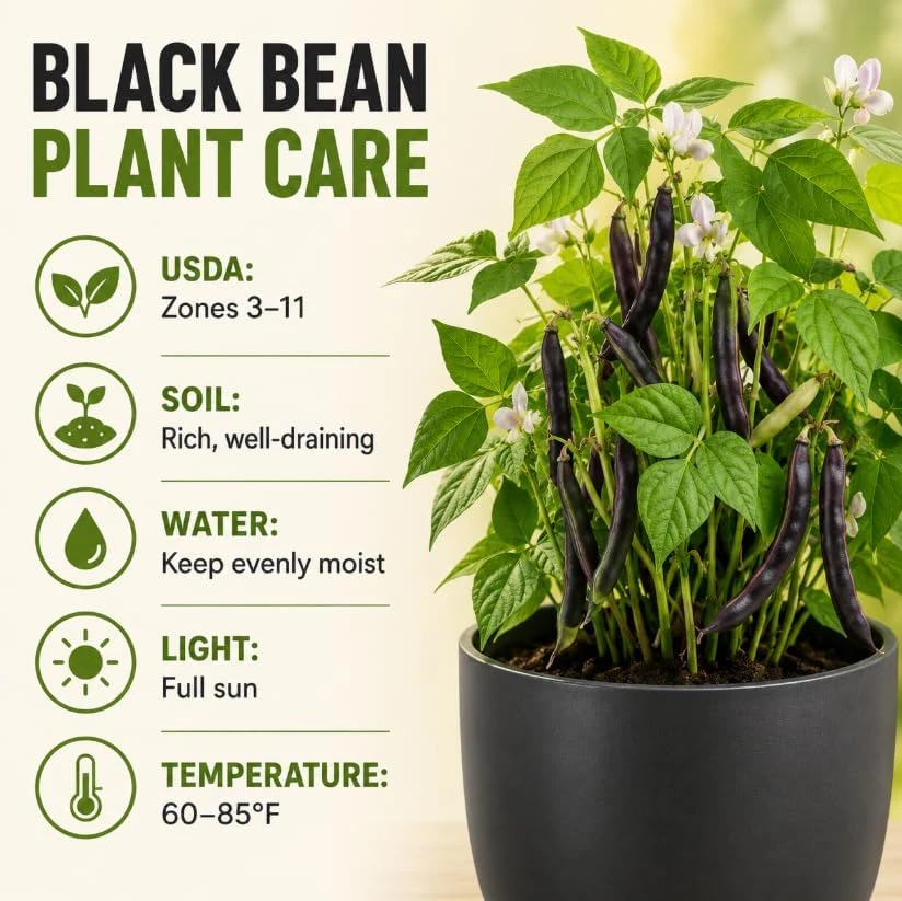 Black Bean Live Plants – 2 Plants Per 4 Inch Pot – 3-5 Inches Tall – Vegetable Plant - Image 5
