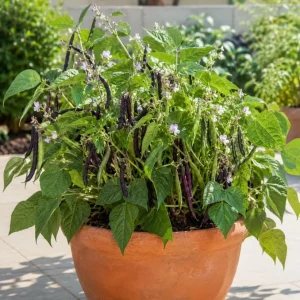 Black Bean Live Plants – 2 Plants Per 4 Inch Pot – 3-5 Inches Tall – Vegetable Plant - Image 8