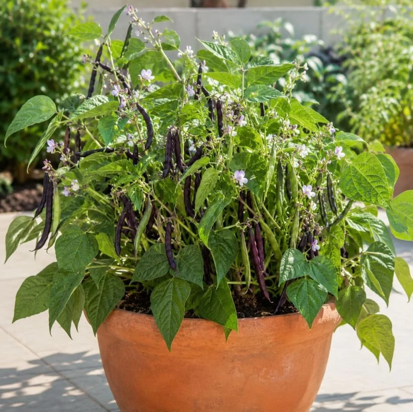 Black Bean Live Plants – 2 Plants Per 4 Inch Pot – 3-5 Inches Tall – Vegetable Plant - Image 8