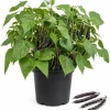 Black Bean Live Plants – 2 Plants Per 4 Inch Pot – 3-5 Inches Tall – Vegetable Plant - Image 1