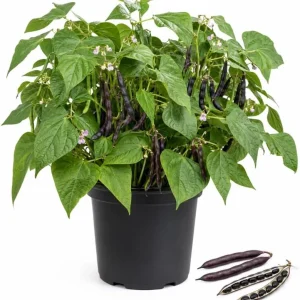 Black Bean Live Plants – 2 Plants Per 4 Inch Pot – 3-5 Inches Tall – Vegetable Plant - Image 1