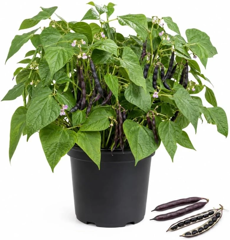Black Bean Live Plants – 2 Plants Per 4 Inch Pot – 3-5 Inches Tall – Vegetable Plant - Image 1