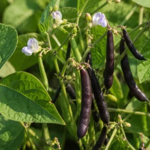 Black Bean Seedlings Live Plant – 2 Bush Bean Plants in 4 Inch Pot – 3-5 Inches Tall – Outdoor Garden & Containers - Image 2