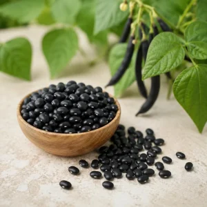 Black Bean Seedlings Live Plant – 2 Bush Bean Plants in 4 Inch Pot – 3-5 Inches Tall – Outdoor Garden & Containers - Image 3