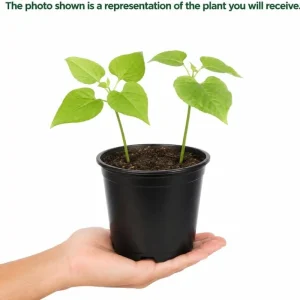 Black Bean Seedlings Live Plant – 2 Bush Bean Plants in 4 Inch Pot – 3-5 Inches Tall – Outdoor Garden & Containers - Image 4