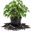 Black Bean Seedlings Live Plant – 2 Bush Bean Plants in 4 Inch Pot – 3-5 Inches Tall – Outdoor Garden & Containers - Image 1