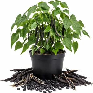 Black Bean Seedlings Live Plant – 2 Bush Bean Plants in 4 Inch Pot – 3-5 Inches Tall – Outdoor Garden & Containers - Image 1