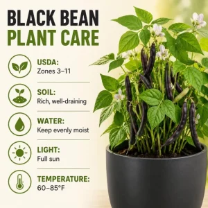 Black Bean Seedlings Live Plant – 2 Bush Bean Plants in 4 Inch Pot – 3-5 Inches Tall – Outdoor Garden & Containers - Image 5