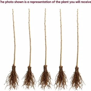 Black Cherry Bare Root Trees – Live Plant – 5 Pack, 1-2 ft Tall – Outdoor Fruit - Image 4
